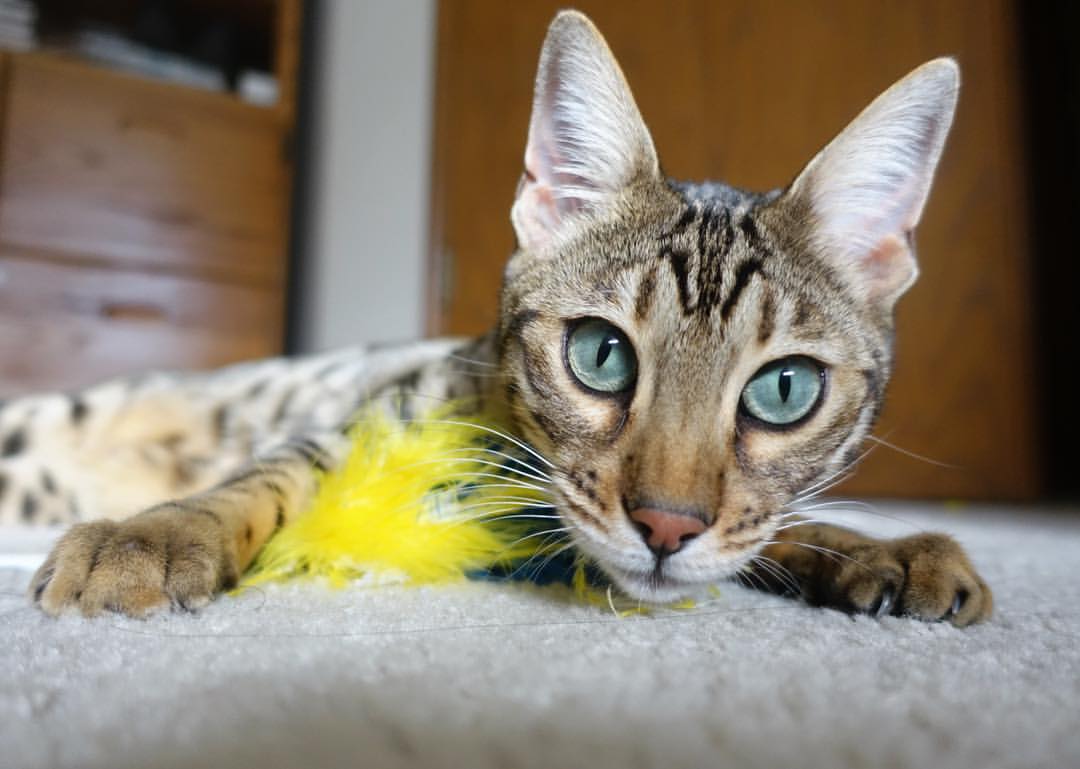 洛杉矶快船轻松‘烧烤’黄蜂，杜兰特上演凤凰城落日绝杀