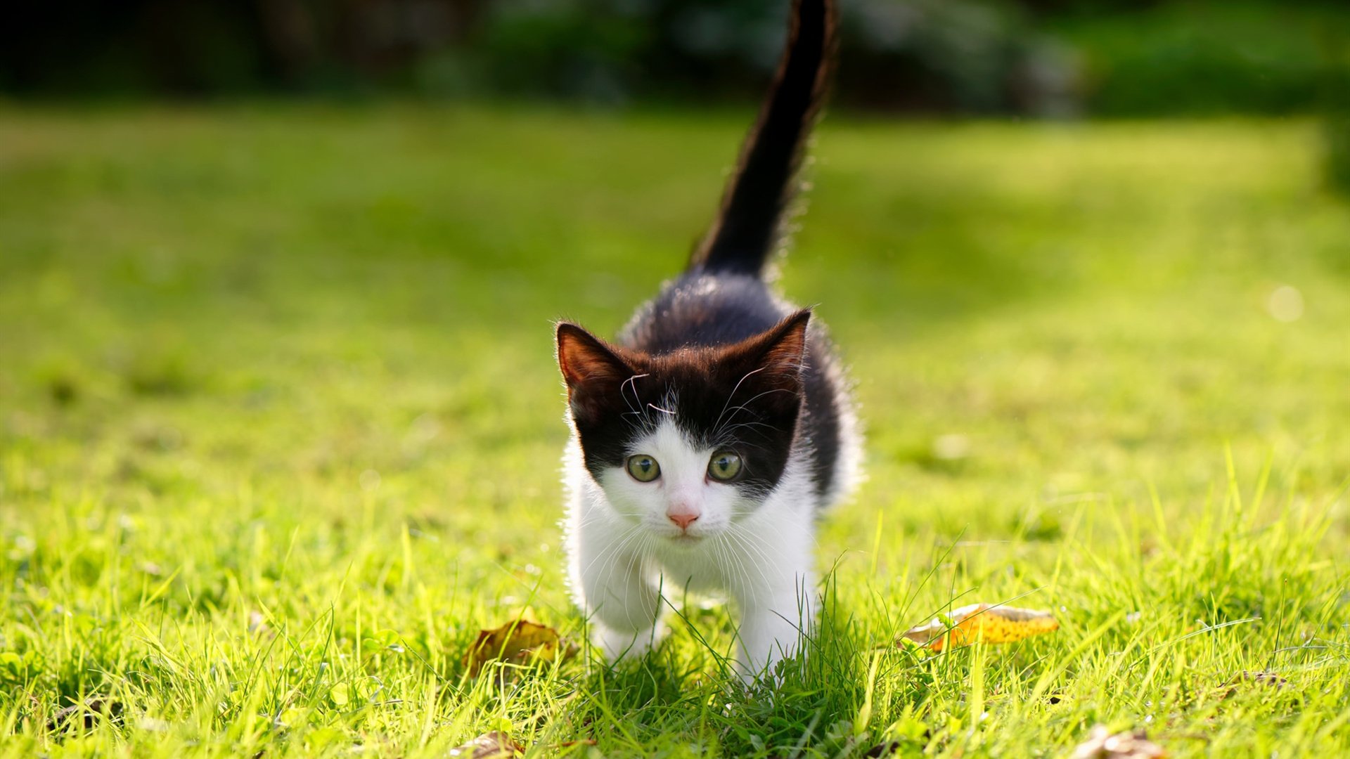 跨界巅峰对决，NBA总决赛焦点战中尼日利亚篮球队横扫比利亚雷亚尔，谱写体育新传奇