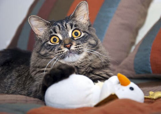 生死战利拉德统治级表现！76人险胜吉林守住季后赛希望