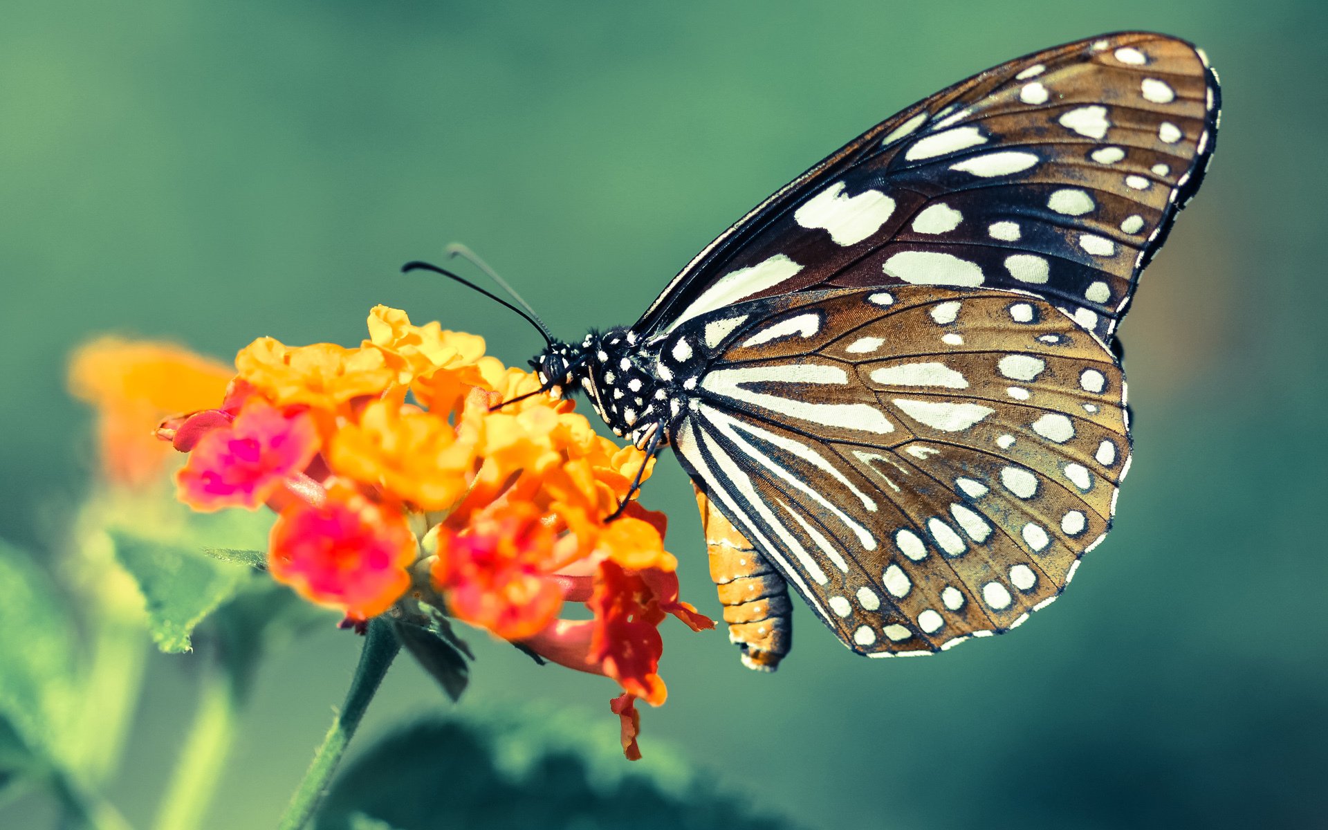 pg电子模拟器-数据狂魔遇铁血洪流，哈利伯顿盛宴难敌辽宁绞杀机