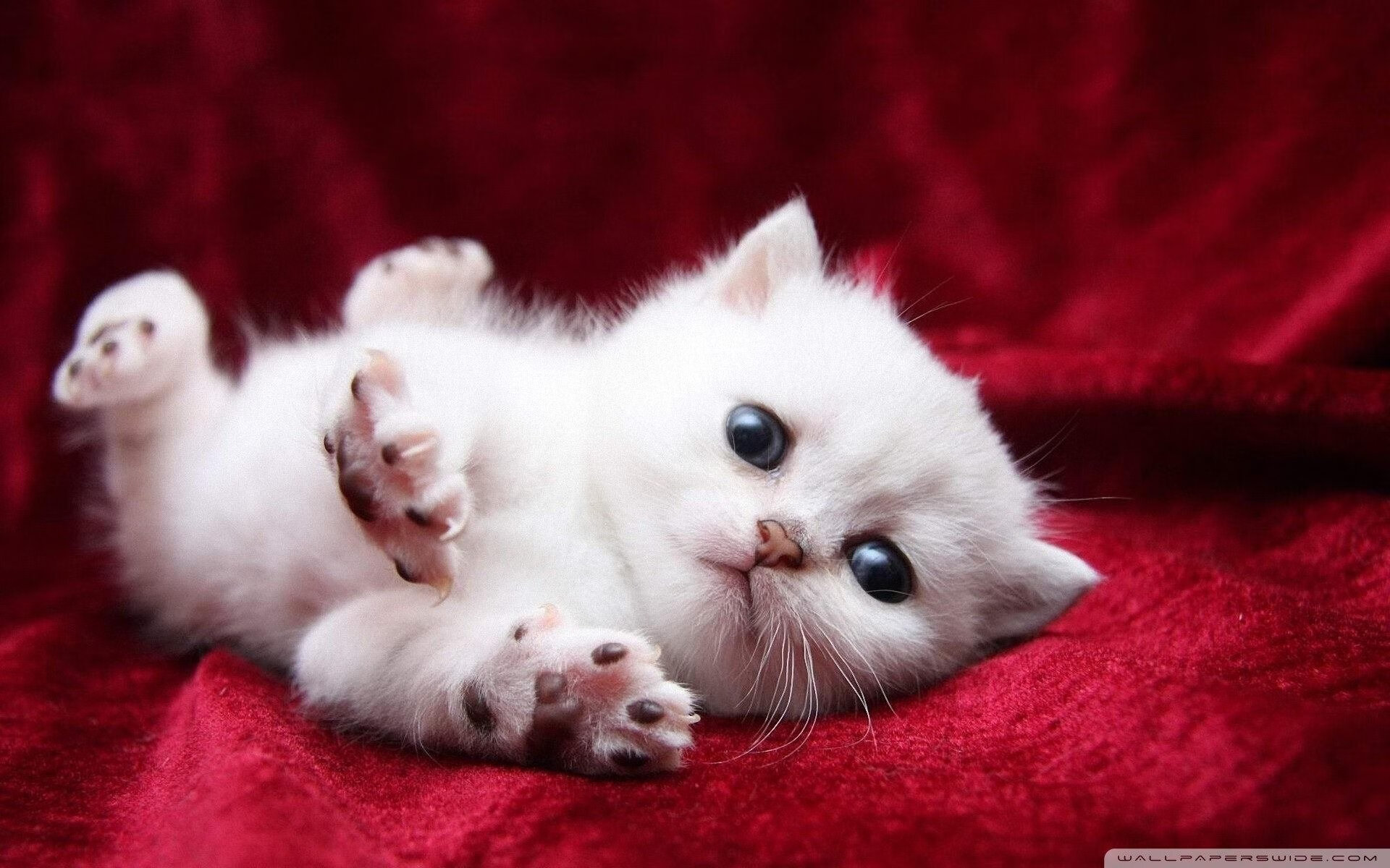 利拉德稳定输出不掉线,猛龙队力克辽宁队晋级国际邀请赛四强