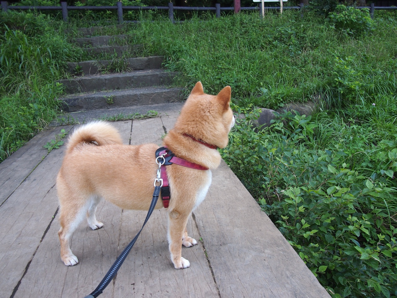 pg电子模拟器-鏖战马刺，锡安，大场面淬炼的真金