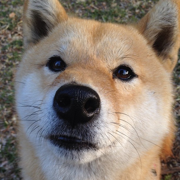 北欧锋矛遇东欧坚盾，当哈兰德撞上库尔图瓦式的波兰防线