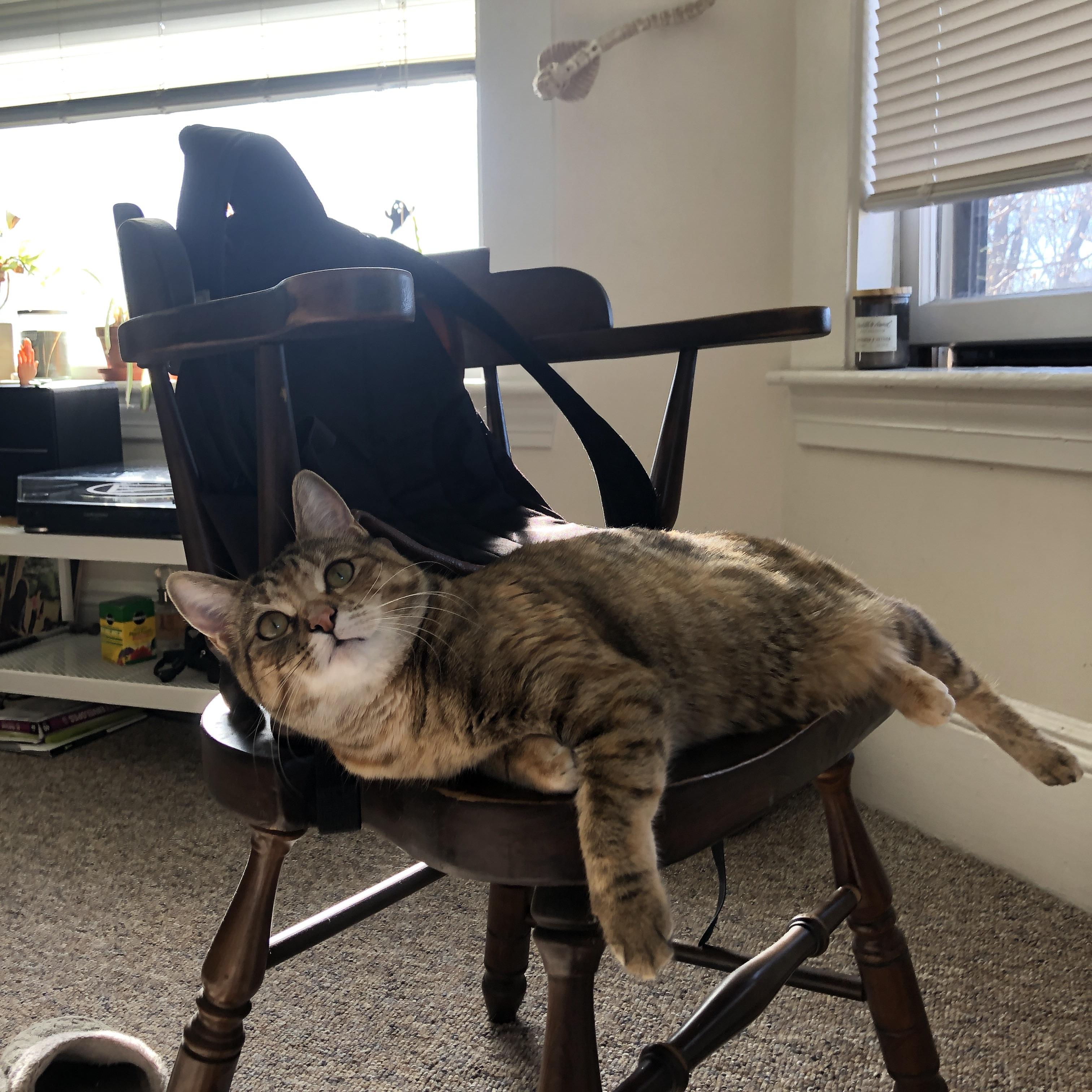 pg电子试玩网-横扫与接管，鹈鹕的团队胜利与西亚卡姆的个人英雄主义