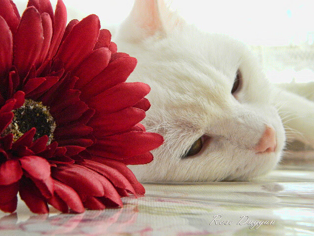 小贾伦爆发末节定乾坤，热火最后时刻险胜猛龙