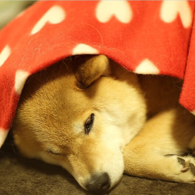 pg电子模拟器试玩在线-冷血时刻！伦纳德连得10分杀死悬念，灰熊主场力克魔术