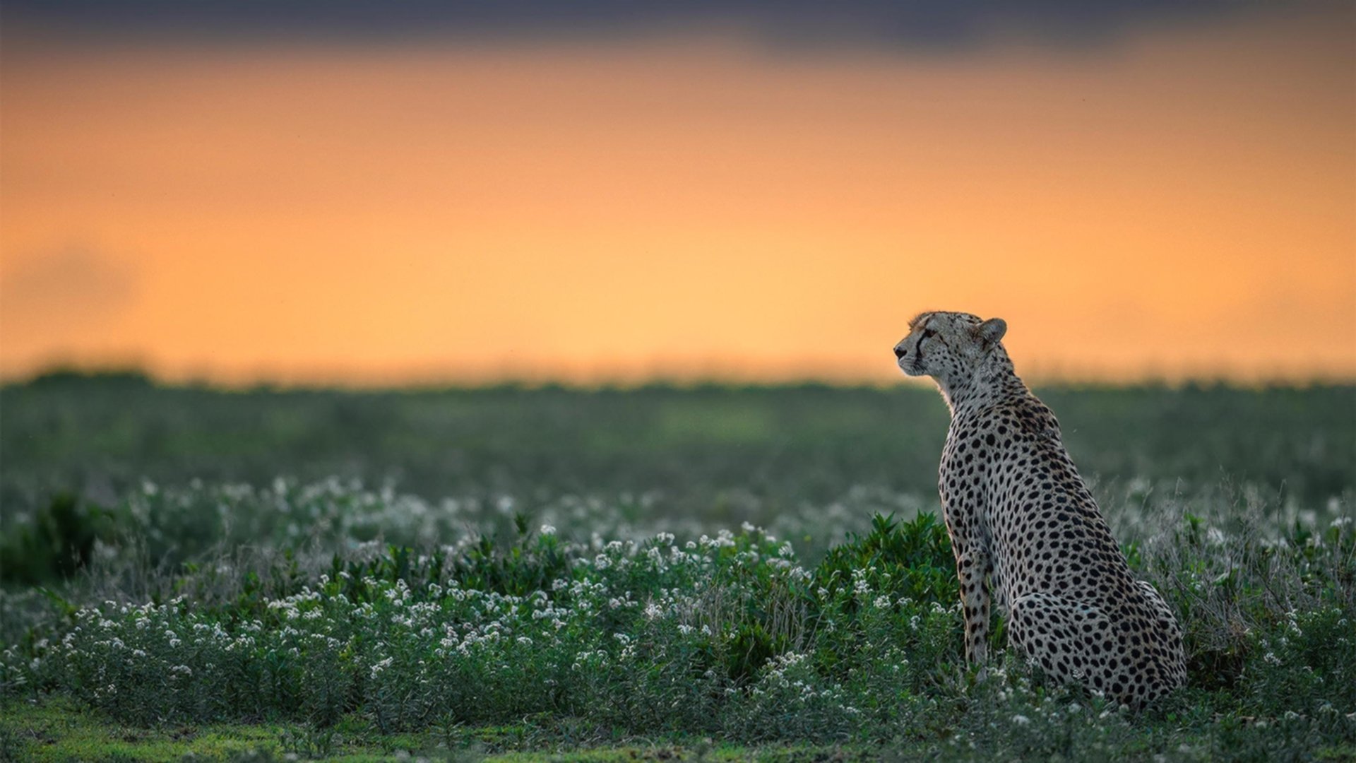 pg电子下载-塔图姆大场面先生！关键2+1救主，开拓者最后时刻惊险击败奇才