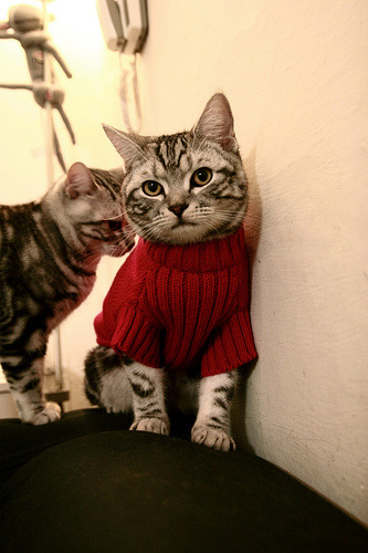 pg电子模拟器-灰熊对阵国王，约基奇攻防转换核心的篮球哲学