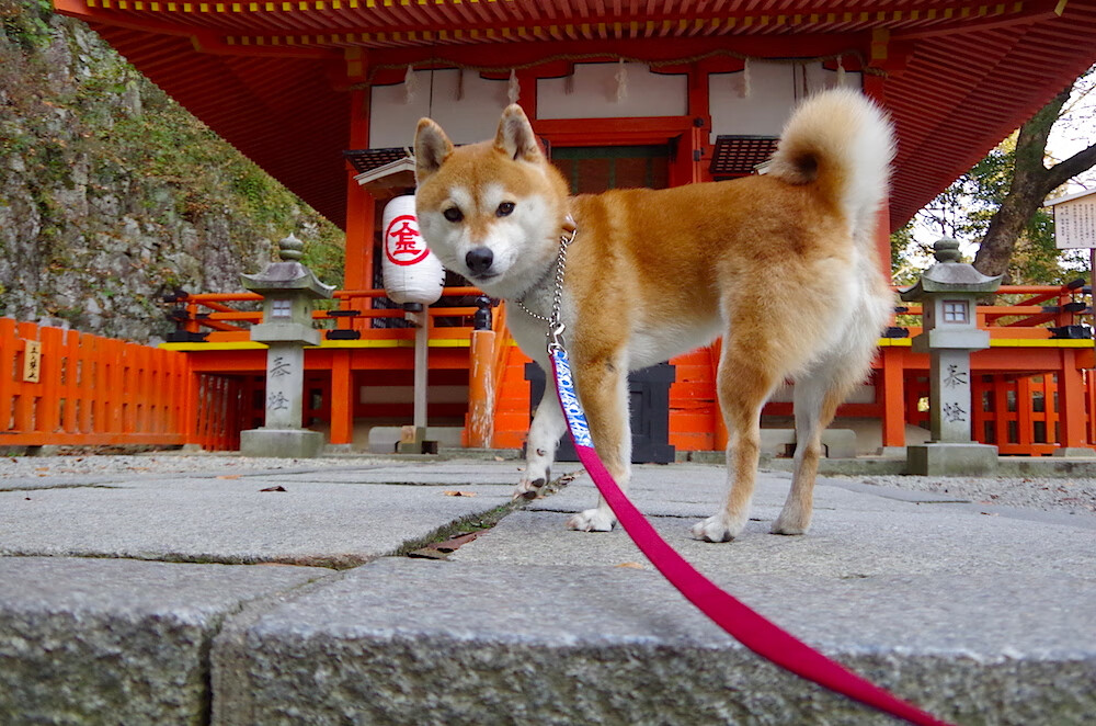 铁壁突围！突尼斯关键先生恩佐一剑封喉