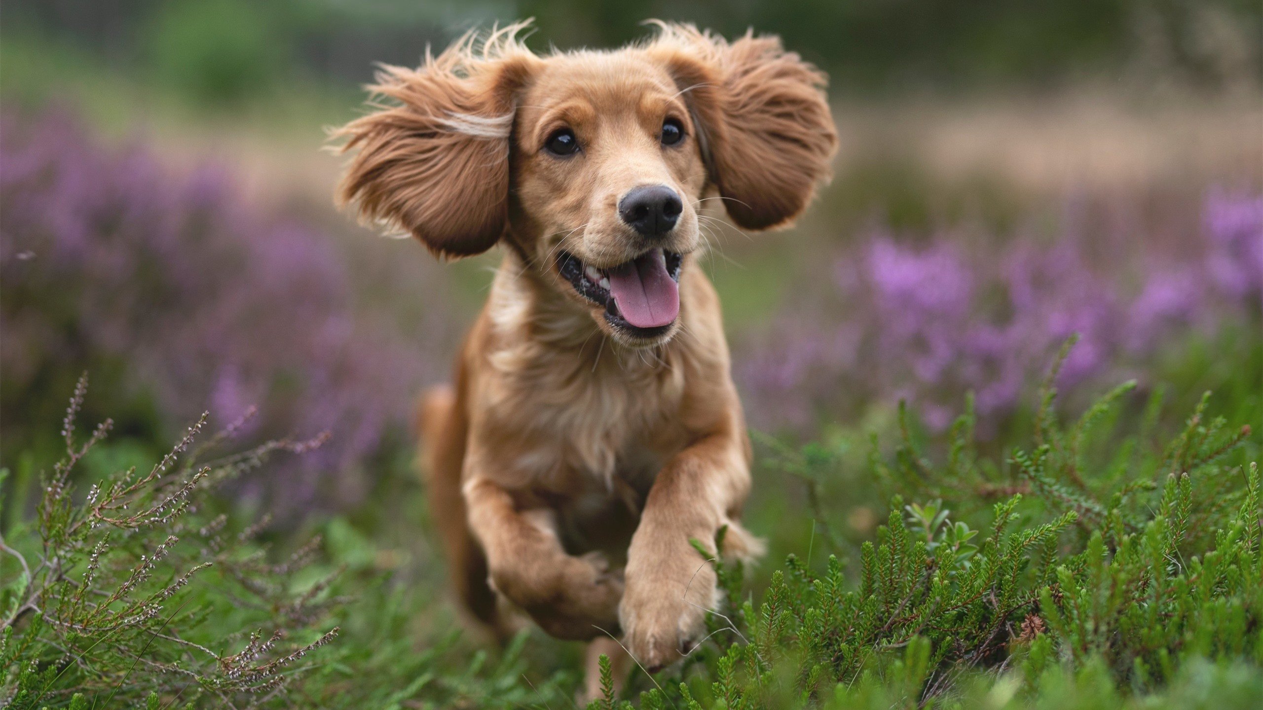 pg电子试玩网站-恩比德里程碑之夜闪耀，老鹰主场力克爵士迎关键胜利