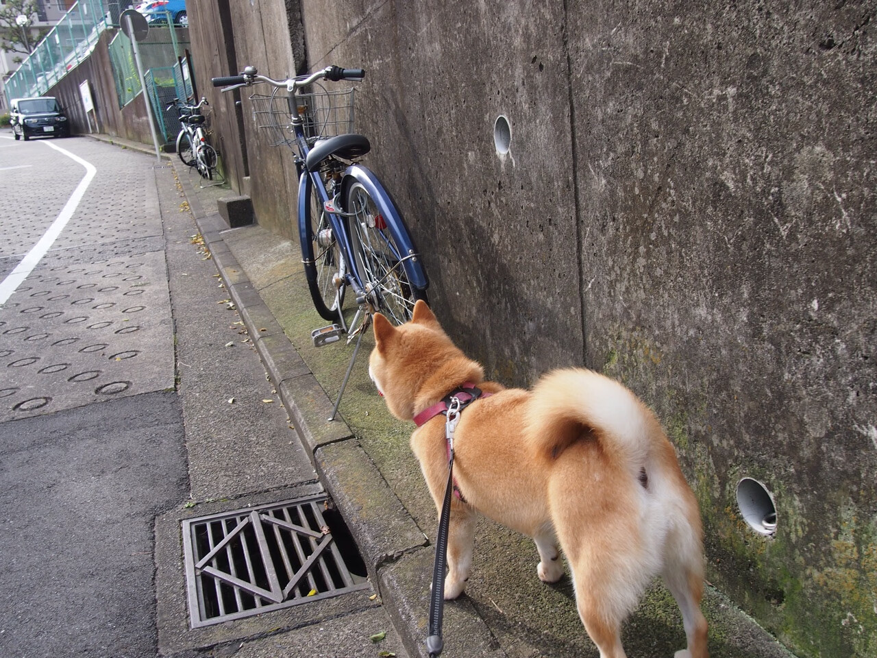 当范戴克空降南美，玻利维亚防线被虚构巨星击溃的隐喻