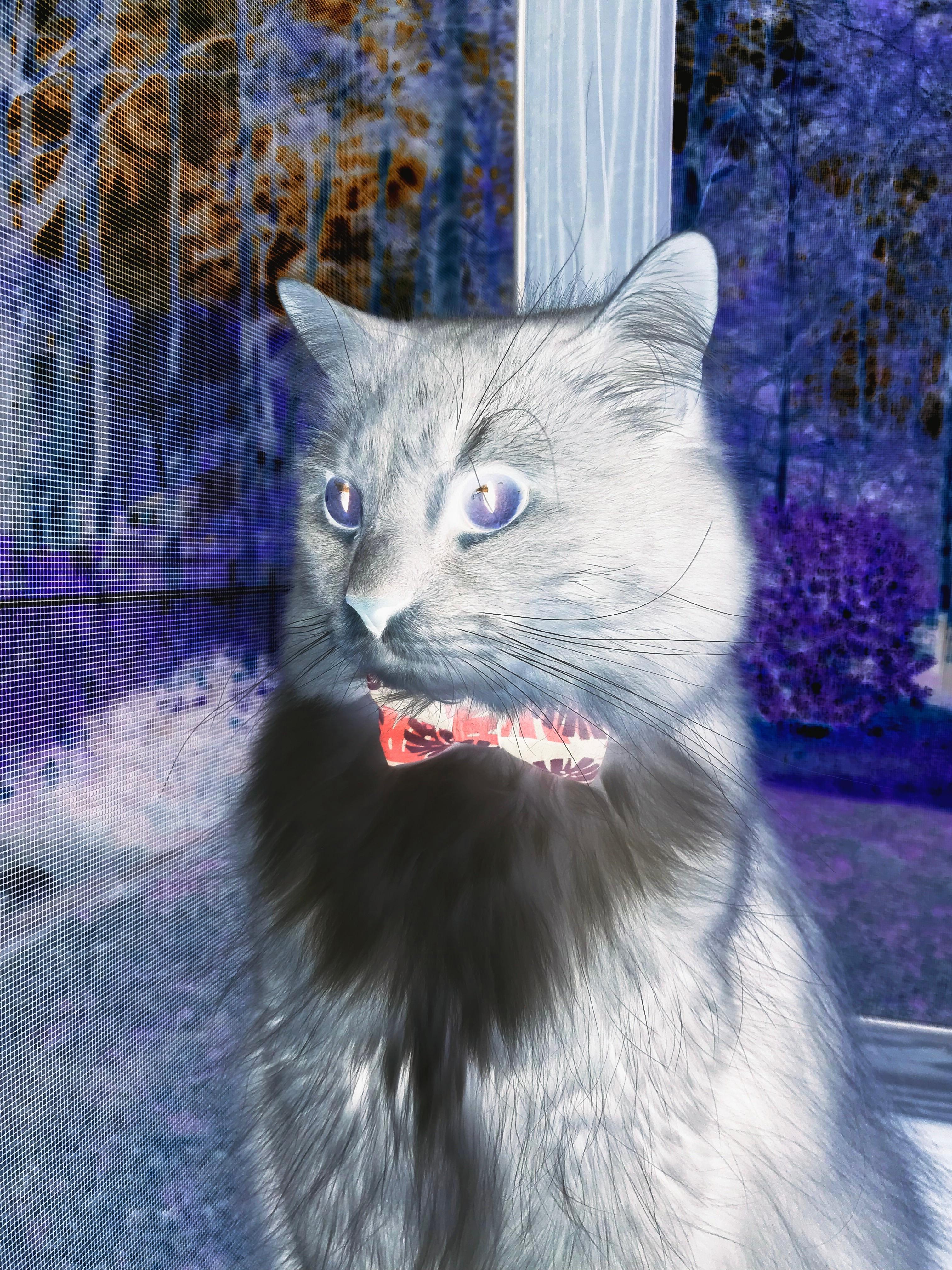 班凯罗惊艳四座！步行者双子星难挡魔术状元征服华盛顿