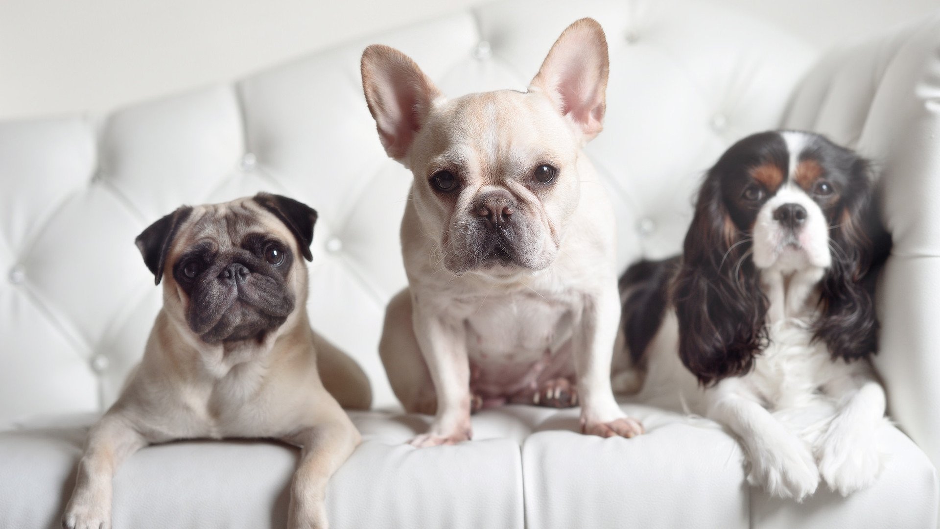 pg电子娱乐-双重胜利，尼斯全面压制委内瑞拉，京多安在F1新赛季揭幕战接管比赛