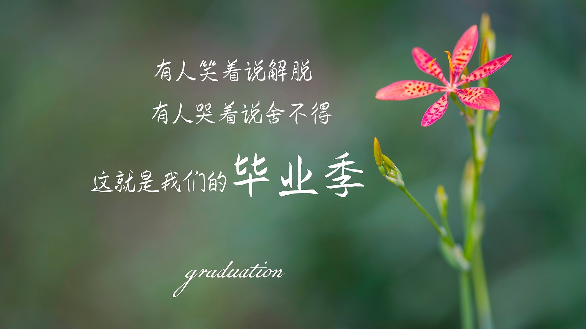 公牛战术碾压森林狼,范弗利特化身关键先生锁定胜局