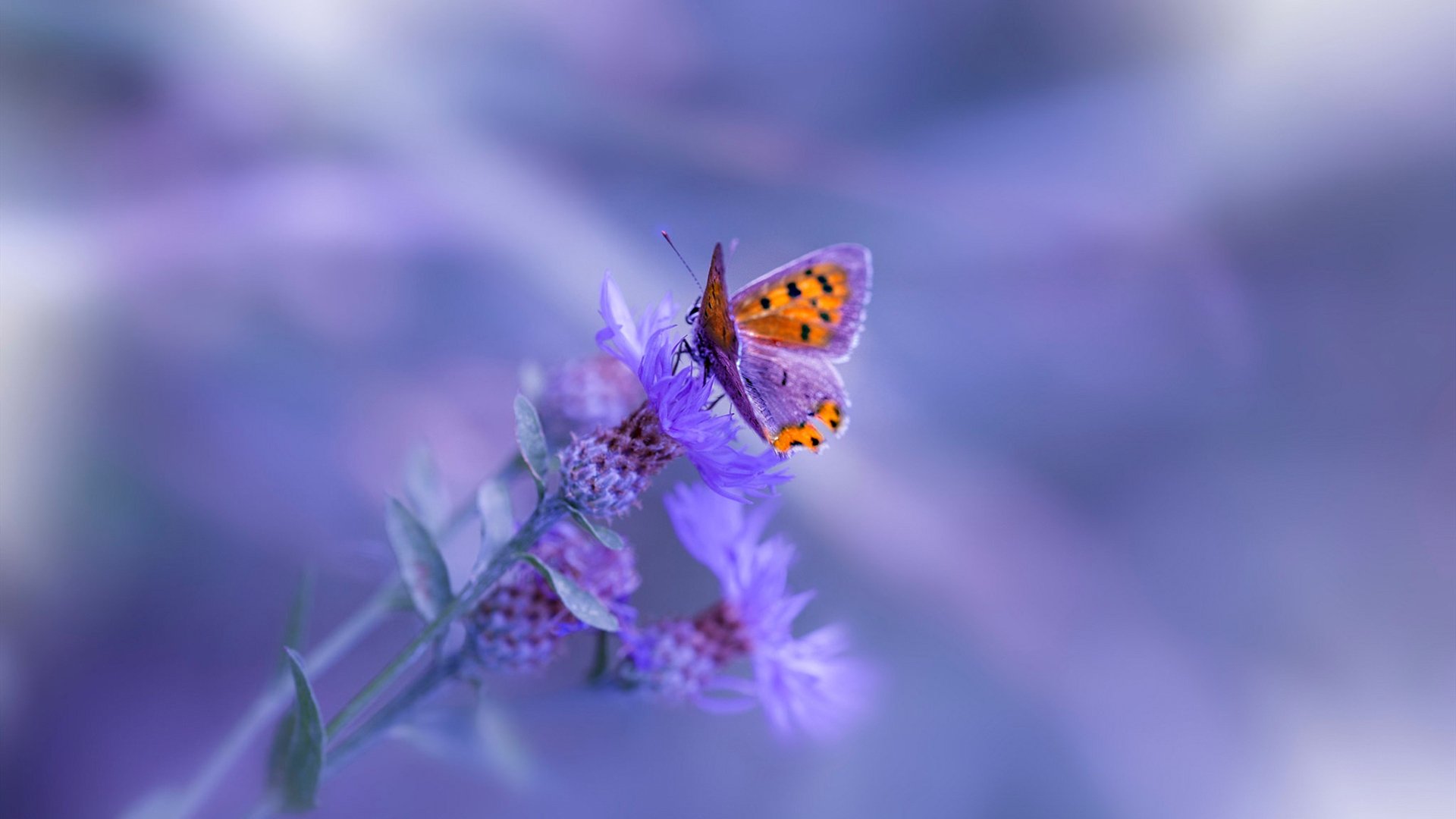 掘金登顶背后的东方密码与东契奇称王的西方蓝图